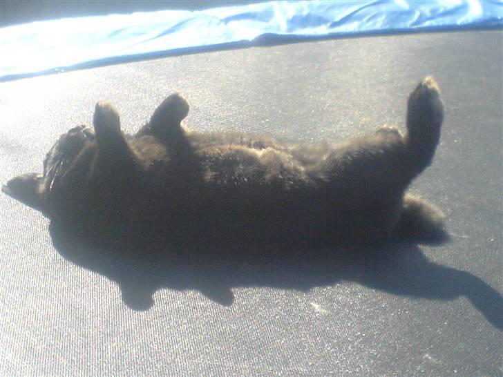 Kanin hr. strit hænge øre billede 4