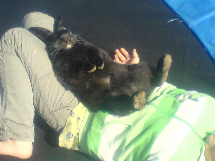 Kanin hr. strit hænge øre billede 5