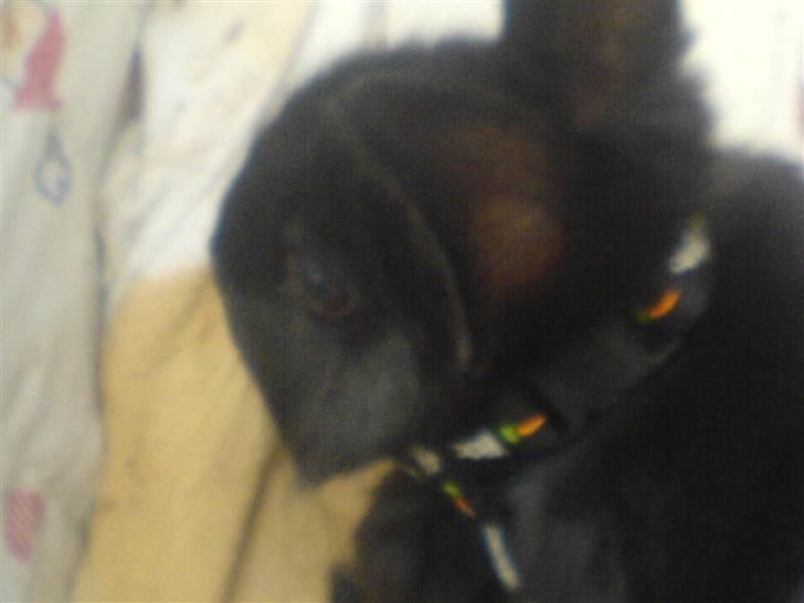 Kanin hr. strit hænge øre billede 6