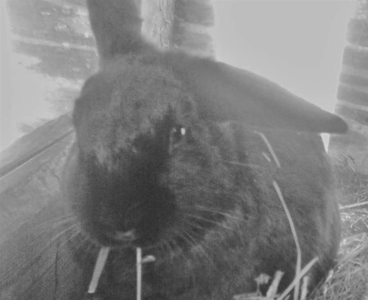 Kanin hr. strit hænge øre billede 7