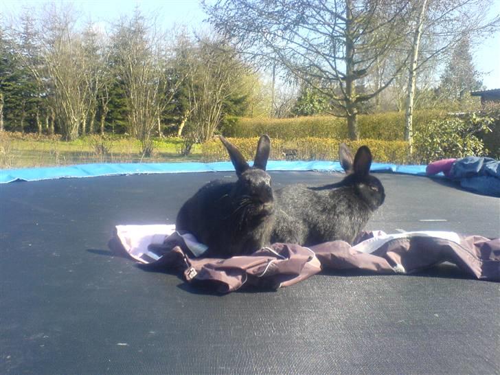 Kanin hr. strit hænge øre billede 8