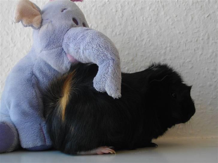 Marsvin laffe billede 7