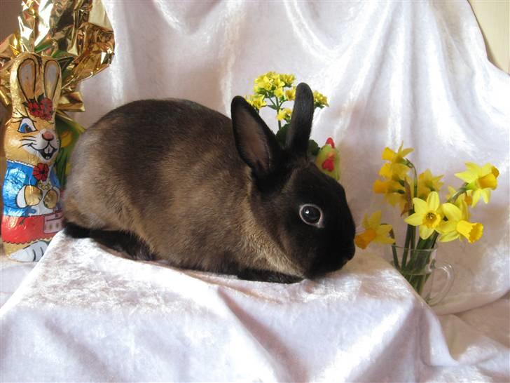 Kanin ¨˜°º•¤Bailey¤•º°˜¨ billede 1