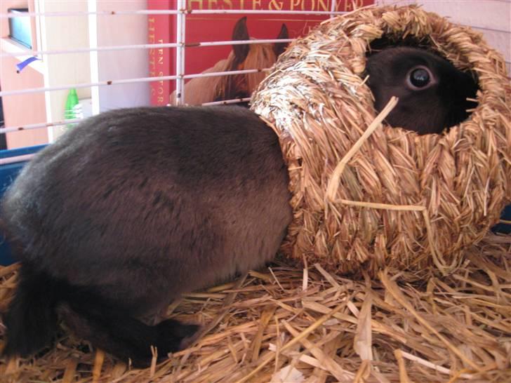 Kanin ¨˜°º•¤Bailey¤•º°˜¨ billede 2