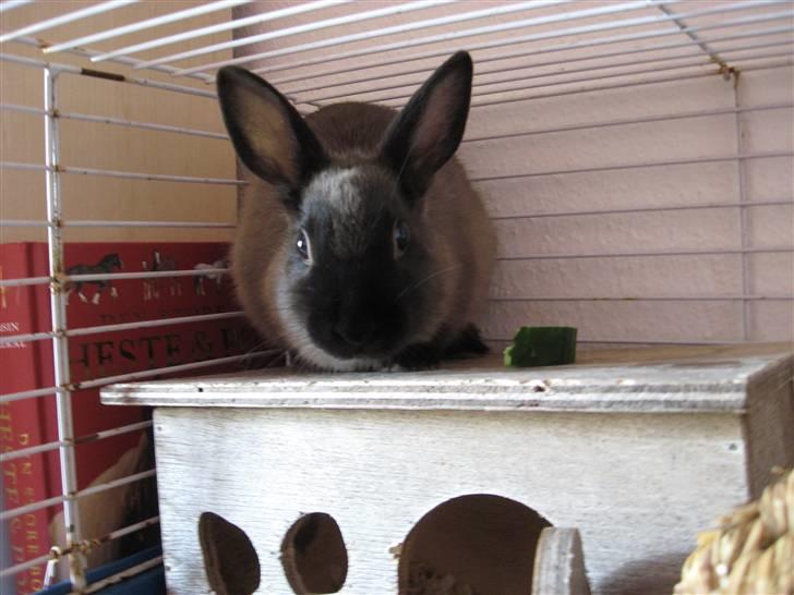 Kanin ¨˜°º•¤Bailey¤•º°˜¨ billede 3