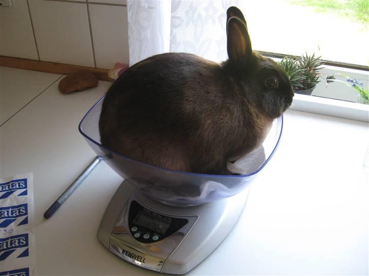 Kanin ¨˜°º•¤Bailey¤•º°˜¨ billede 4