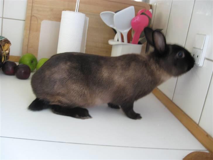 Kanin ¨˜°º•¤Bailey¤•º°˜¨ billede 5