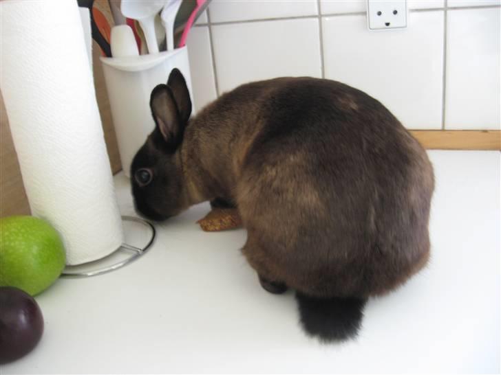 Kanin ¨˜°º•¤Bailey¤•º°˜¨ billede 6