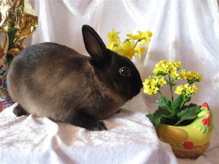 Kanin ¨˜°º•¤Bailey¤•º°˜¨ billede 7