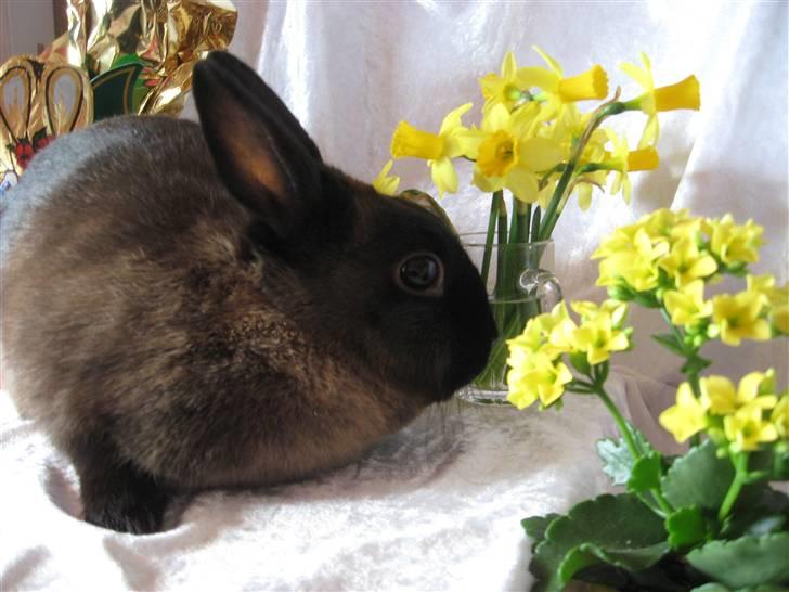 Kanin ¨˜°º•¤Bailey¤•º°˜¨ billede 8