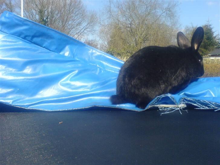 Kanin palle R.I.P. billede 3