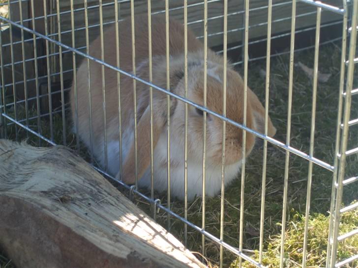 Kanin Makayas prinsesse  billede 6