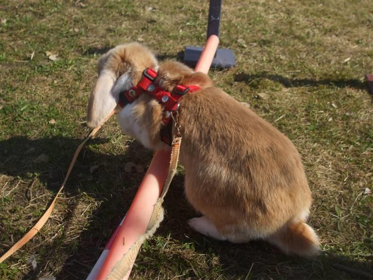 Kanin Makayas prinsesse  billede 7