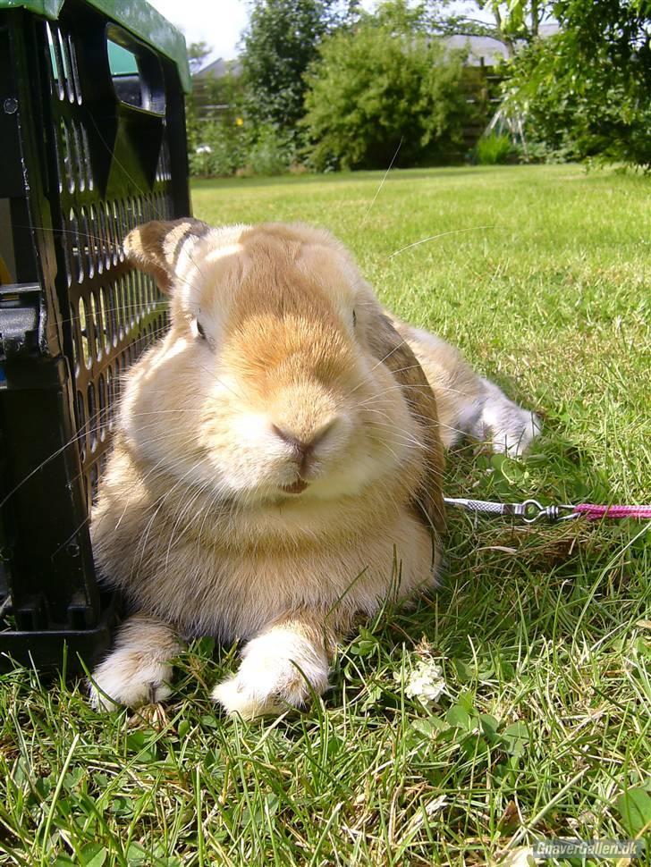 Kanin Punker † R.I.P :'( † - Foto: Team TTP billede 6