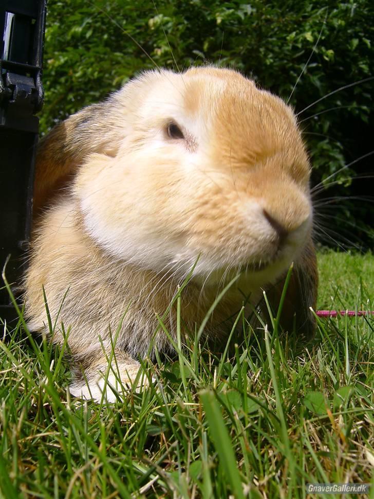 Kanin Punker † R.I.P :'( † - Foto: Team TTP billede 7