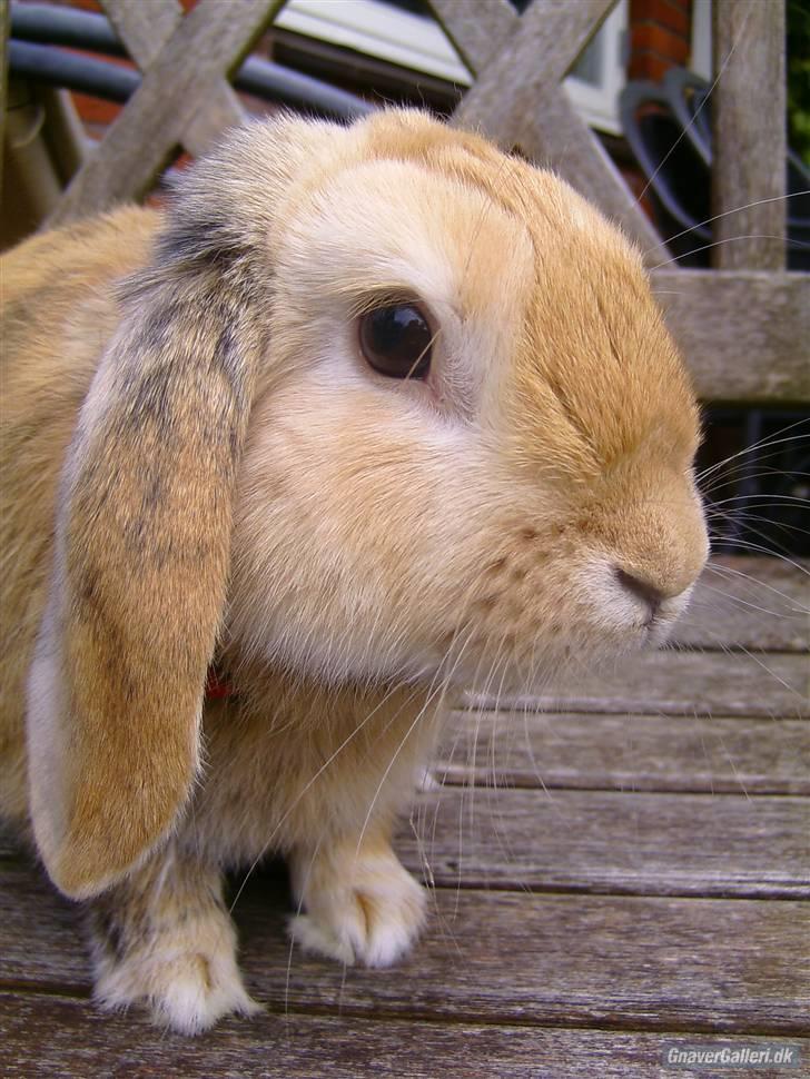 Kanin Punker † R.I.P :'( † - Foto: Team TTP billede 8