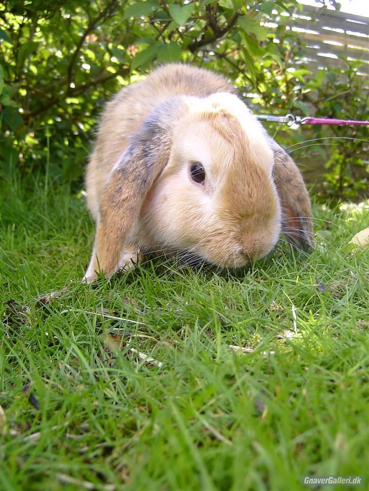 Kanin Punker † R.I.P :'( † - Foto: Team TTP billede 9