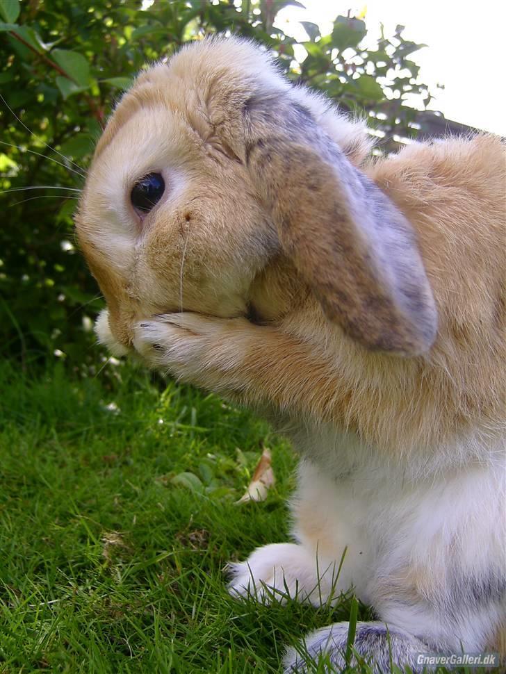 Kanin Punker † R.I.P :'( † - Foto: Team TTP billede 10