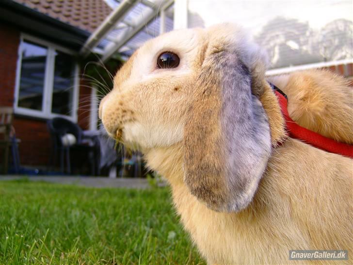 Kanin Punker † R.I.P :'( † - Foto: Team TTP billede 11