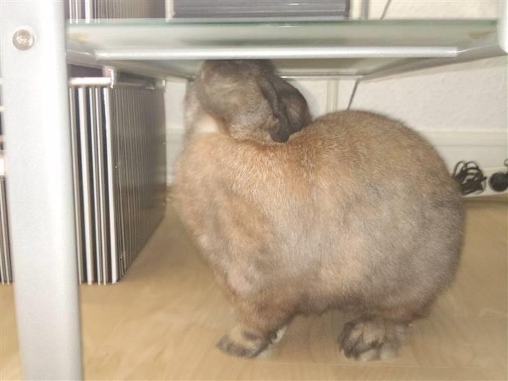 Kanin Victor billede 6