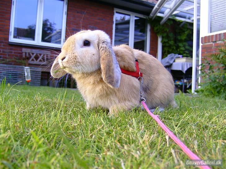 Kanin Punker † R.I.P :'( † - Foto: Team TTP billede 12