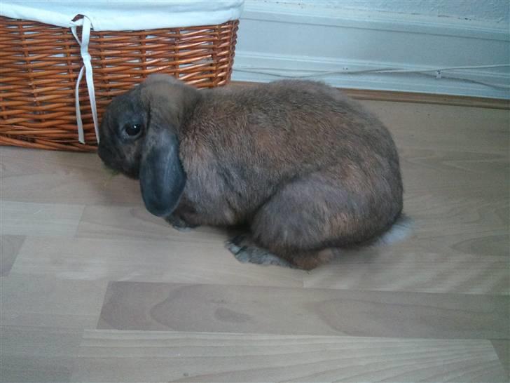 Kanin Victor billede 7