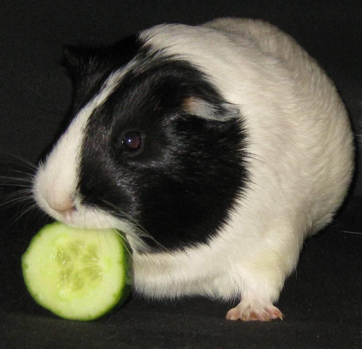 Marsvin Shrek billede 2