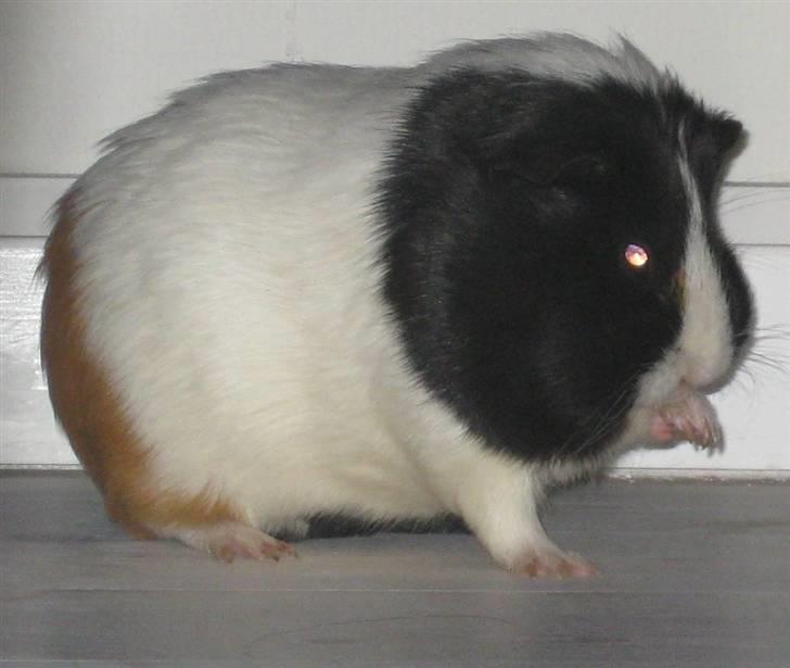 Marsvin Shrek billede 3