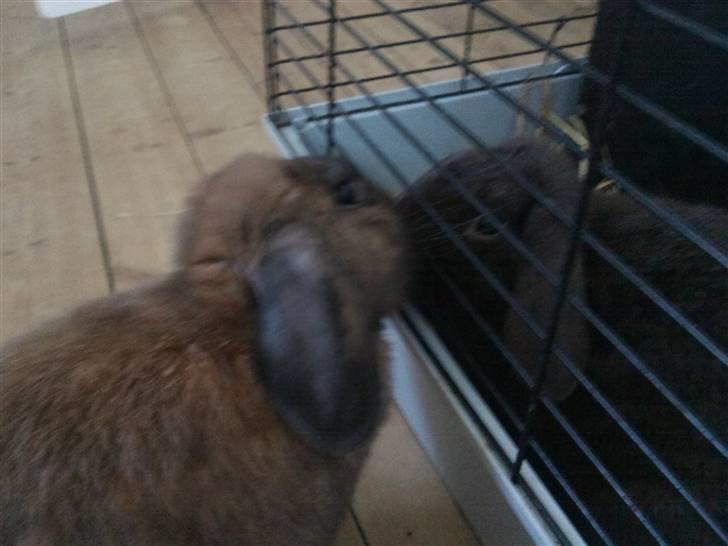 Kanin Victor - "Mysser med Daisy" :) billede 8