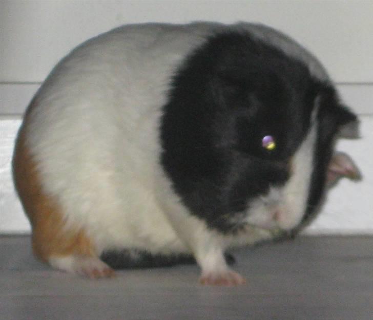 Marsvin Shrek billede 4