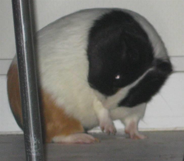 Marsvin Shrek billede 5