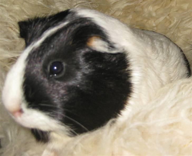 Marsvin Shrek billede 6