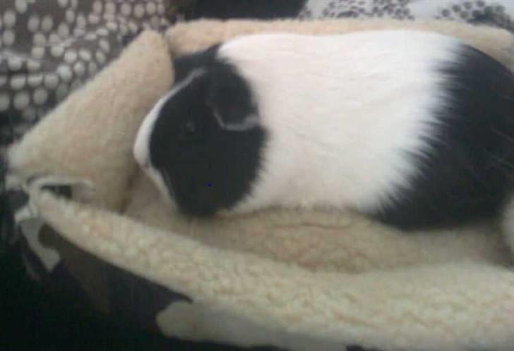 Marsvin Shrek billede 7