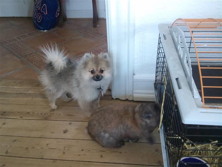 Kanin Victor - Victor sammen med vores dejlige hund, Fennie, der nu er blevet større end ham :p Fennie tror han vil lege, og Victor er fløjtende ligeglad med hende :p De er selvf kun sammen under opsyn :) billede 9