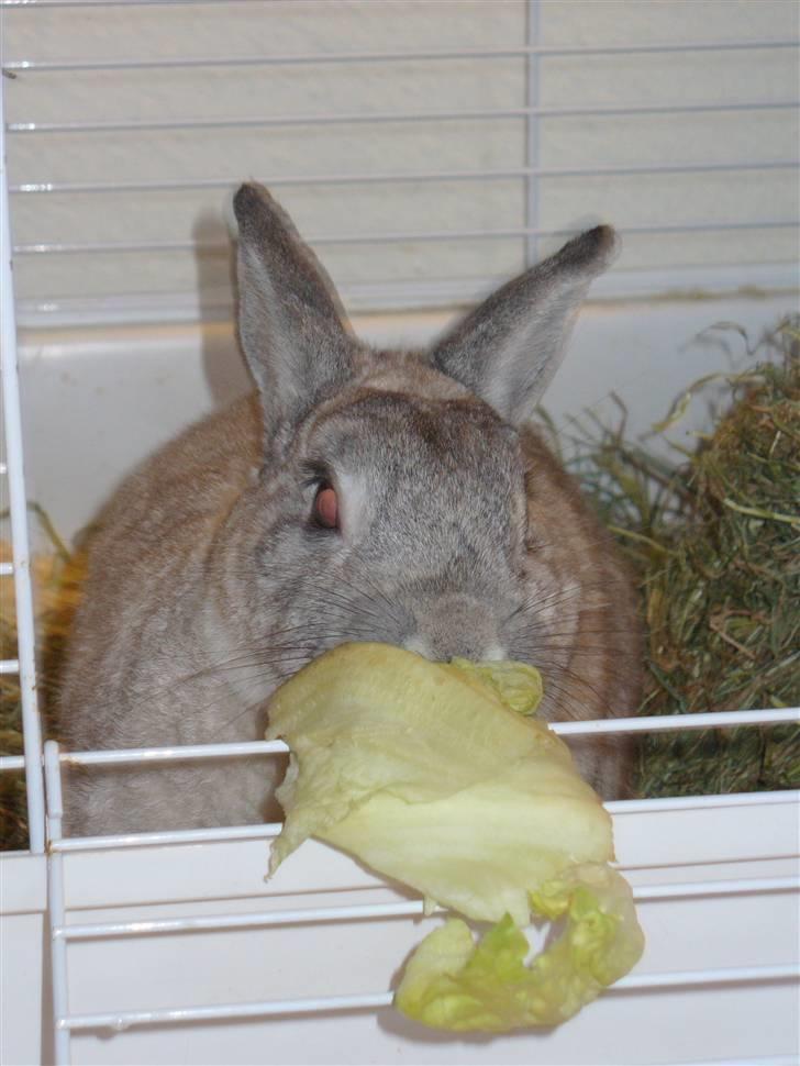Kanin Nuser - Nuser spiser salat billede 19