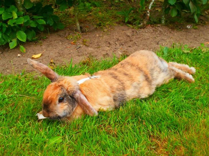 Kanin Perle billede 9