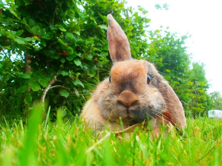 Kanin Perle billede 10