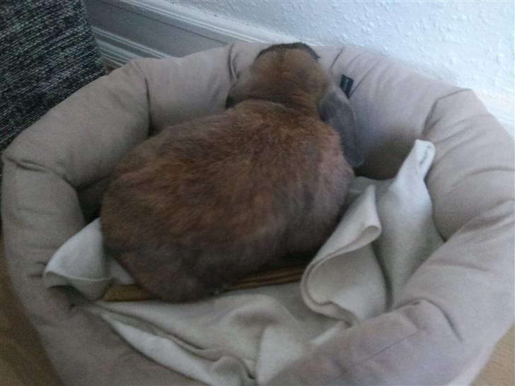 Kanin Victor - Victor en tur i Fennies kurv :p billede 10