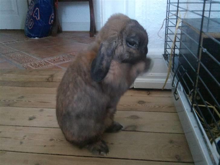 Kanin Victor billede 11