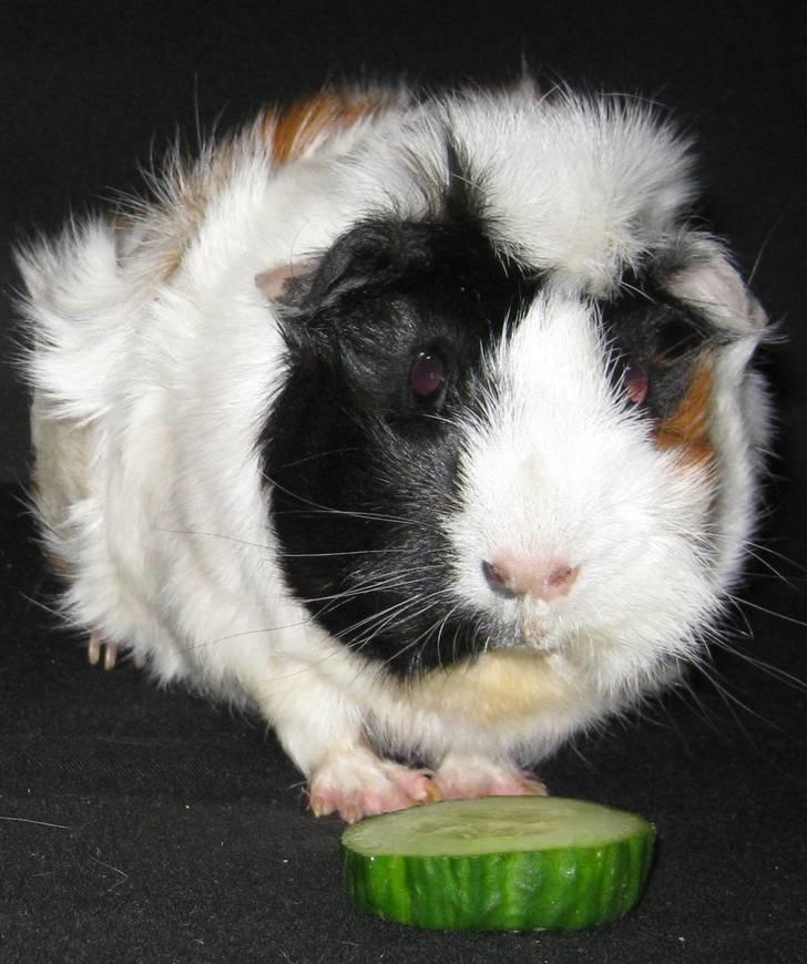 Marsvin Fiona billede 1