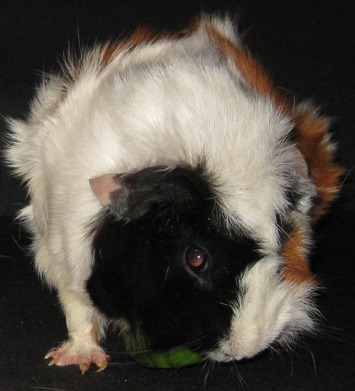 Marsvin Fiona billede 2