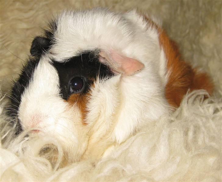 Marsvin Fiona billede 3