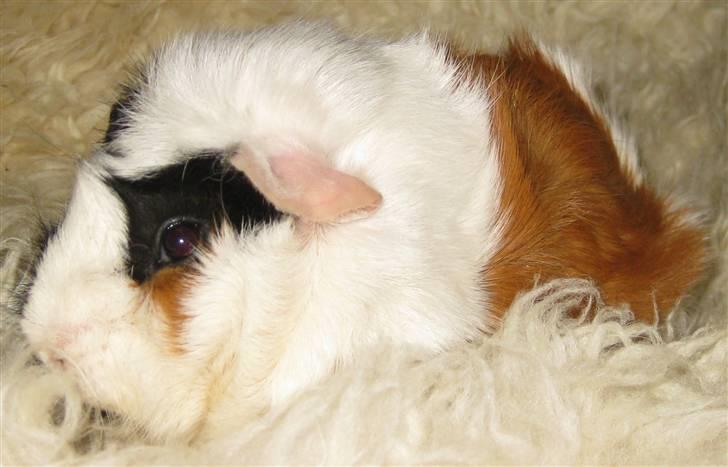 Marsvin Fiona billede 4