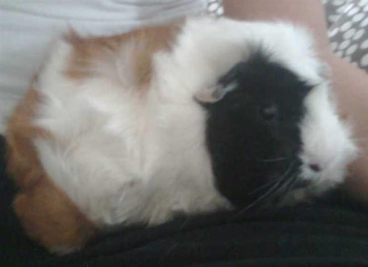 Marsvin Fiona billede 5