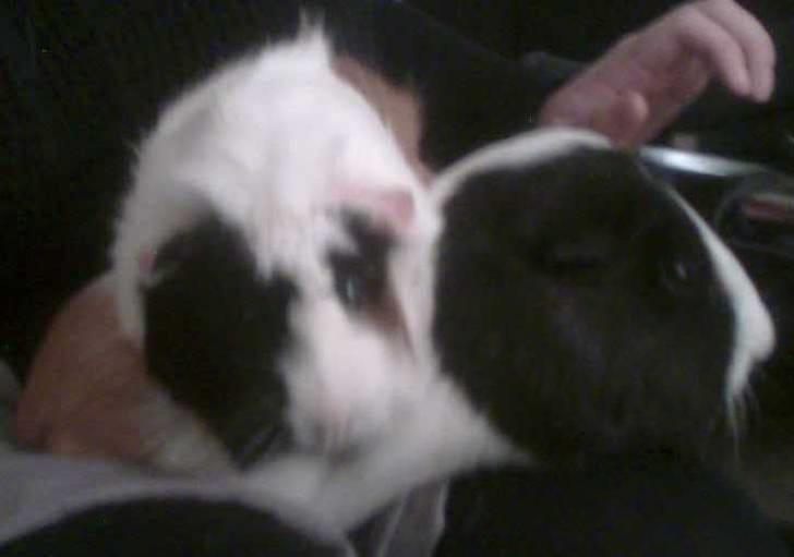 Marsvin Fiona billede 6