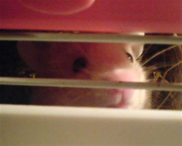 Hamster Lady gaga *død*.. - venter på godbidder :´D billede 1