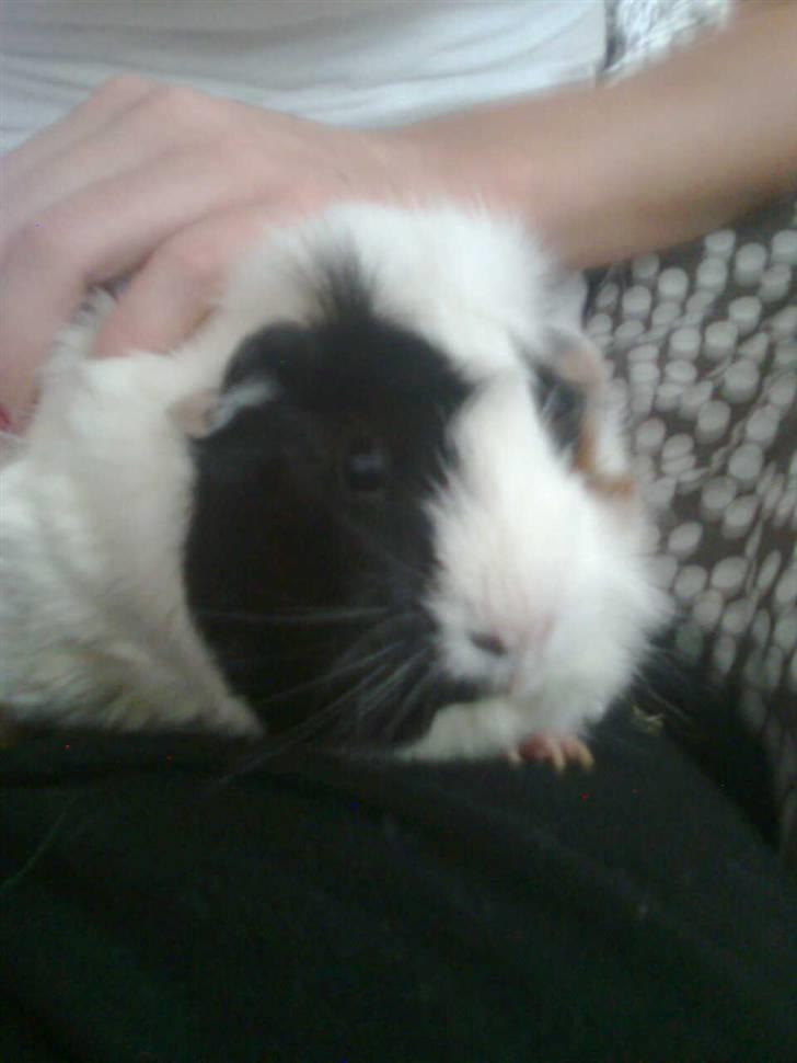 Marsvin Fiona billede 7