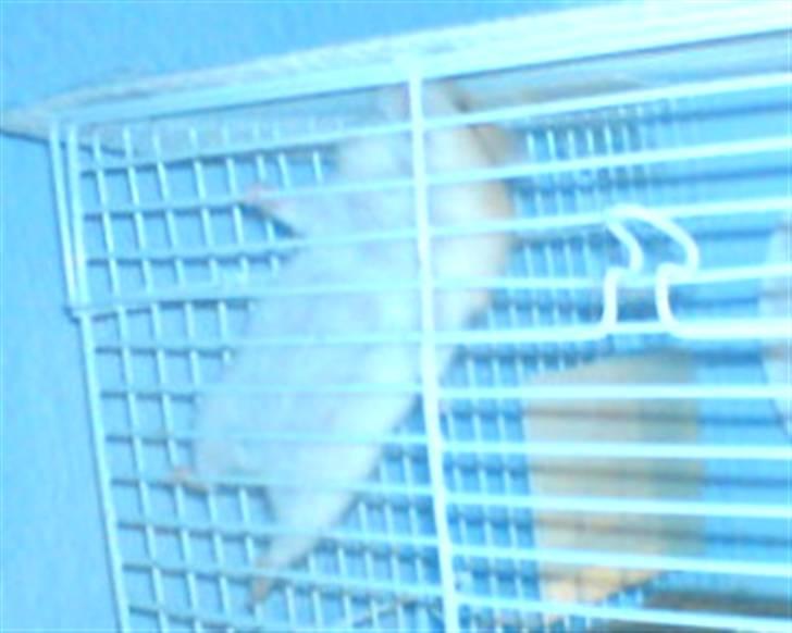 Hamster Lady gaga *død*.. - tjaé? :D billede 2