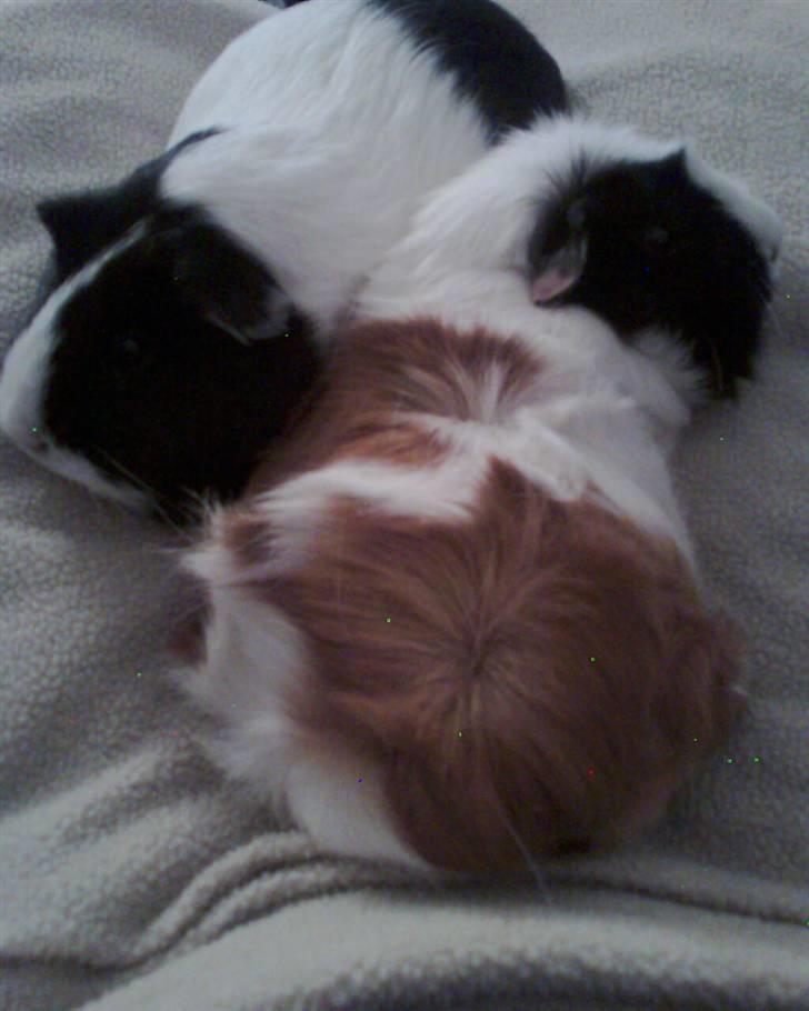 Marsvin Fiona billede 8