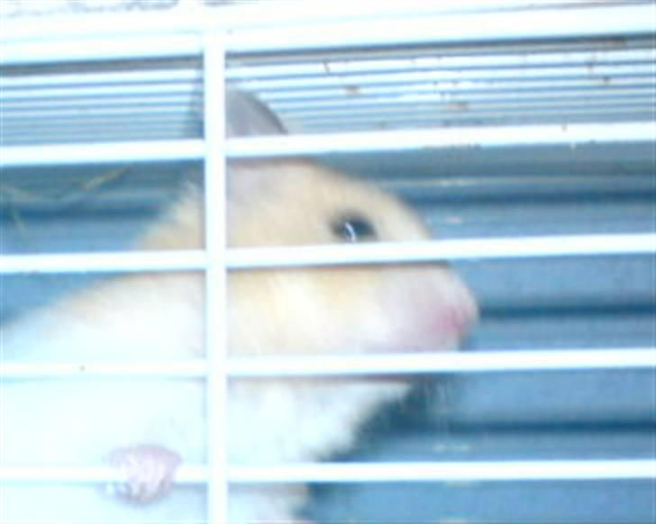 Hamster Lady gaga *død*.. - :D billede 3